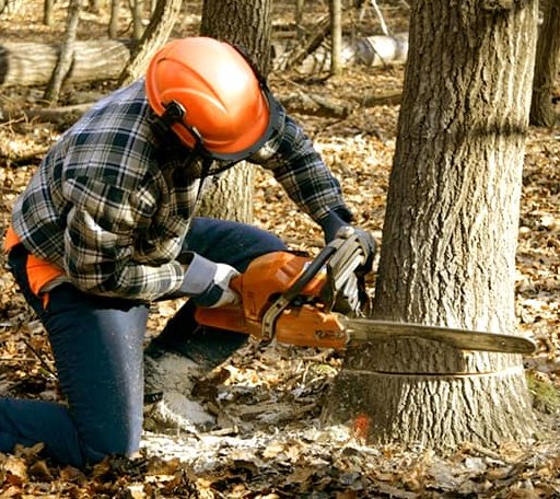Tree Removal in Wells Bridge, NY